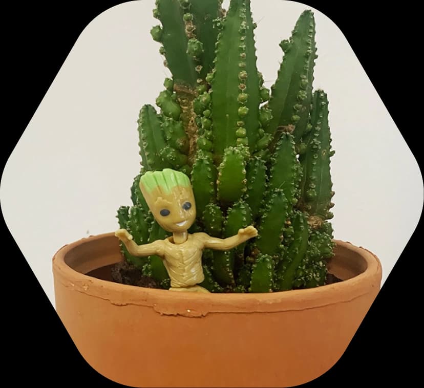 Cactus